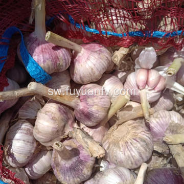 2019 Best Fresh Natural Garlic Bei